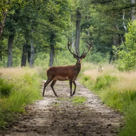 Met Privetuin Op Rustig Bospark Veluwe *