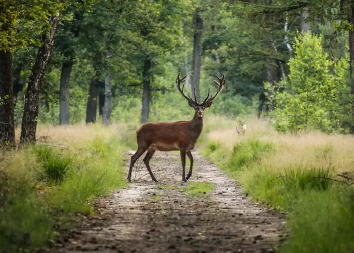 Met Privetuin Op Rustig Bospark Veluwe *