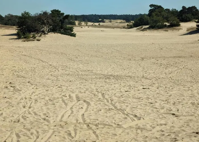 Met Privetuin Op Rustig Bospark Veluwe