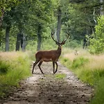 Met Privetuin Op Rustig Bospark Veluwe *