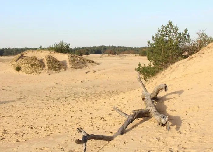 Met Privetuin Op Rustig Bospark Veluwe